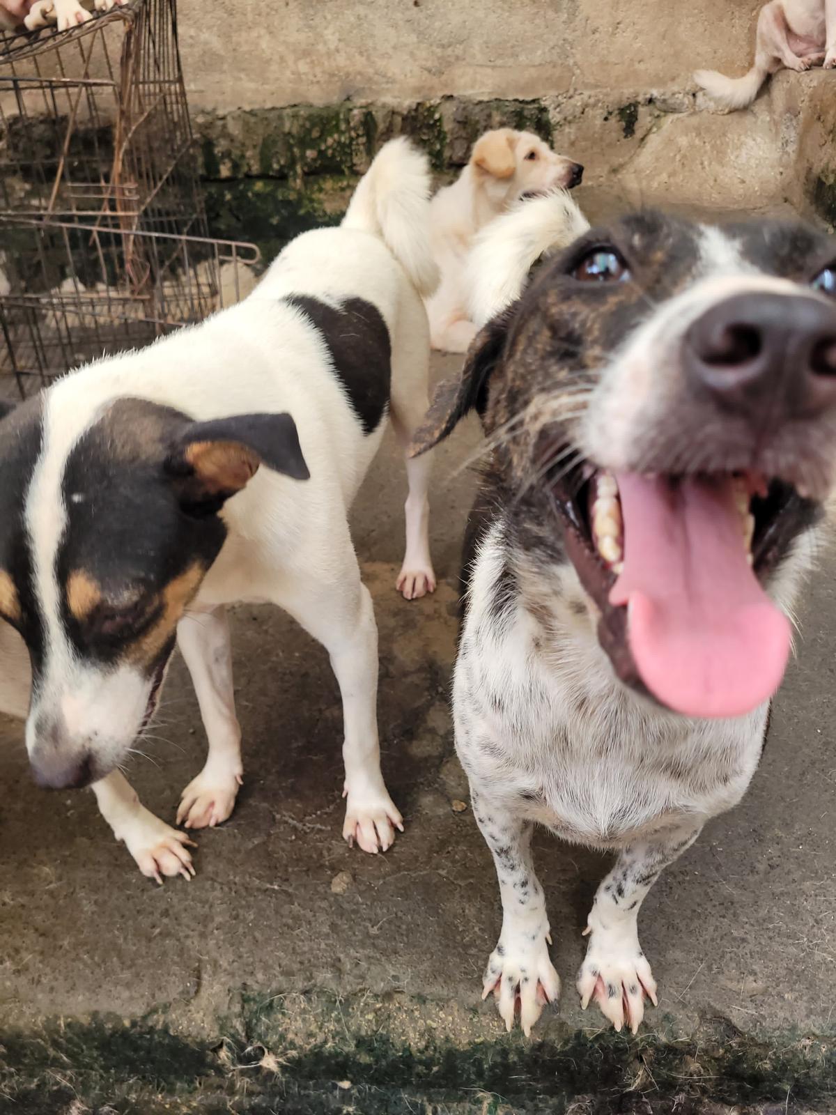 Hunde im Shelter auf Lombok